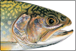 Fishing Opportunities | Vermont Fish & Wildlife Department